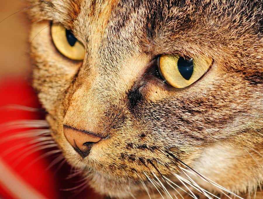 A tabby cat resting indoors, the everyday source of airborne Fel d 1 in a home