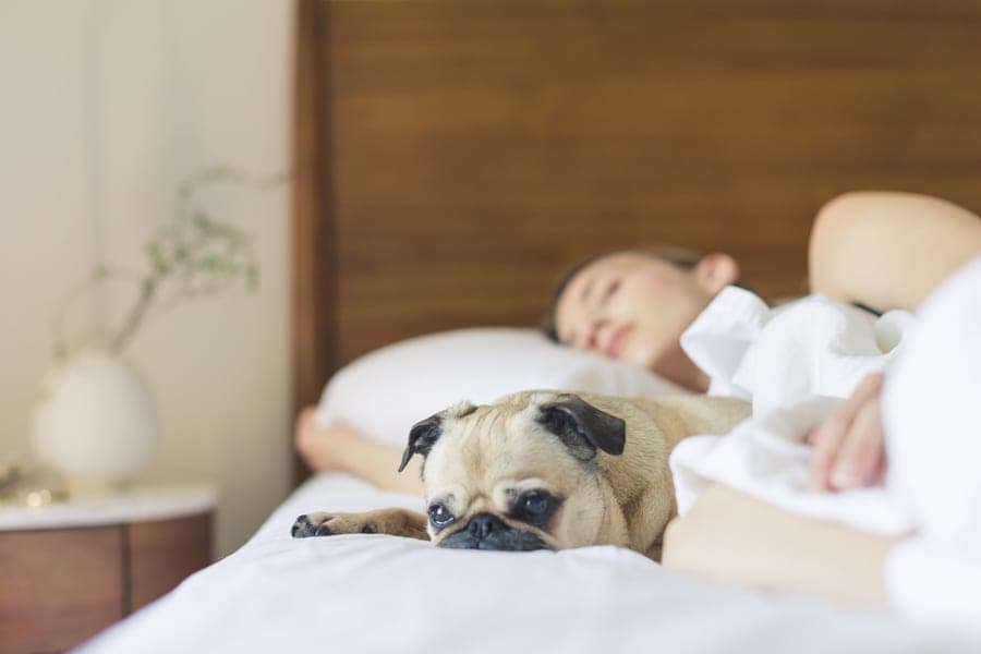 A dog asleep on a bed, the situation a bedroom air purifier is usually bought for