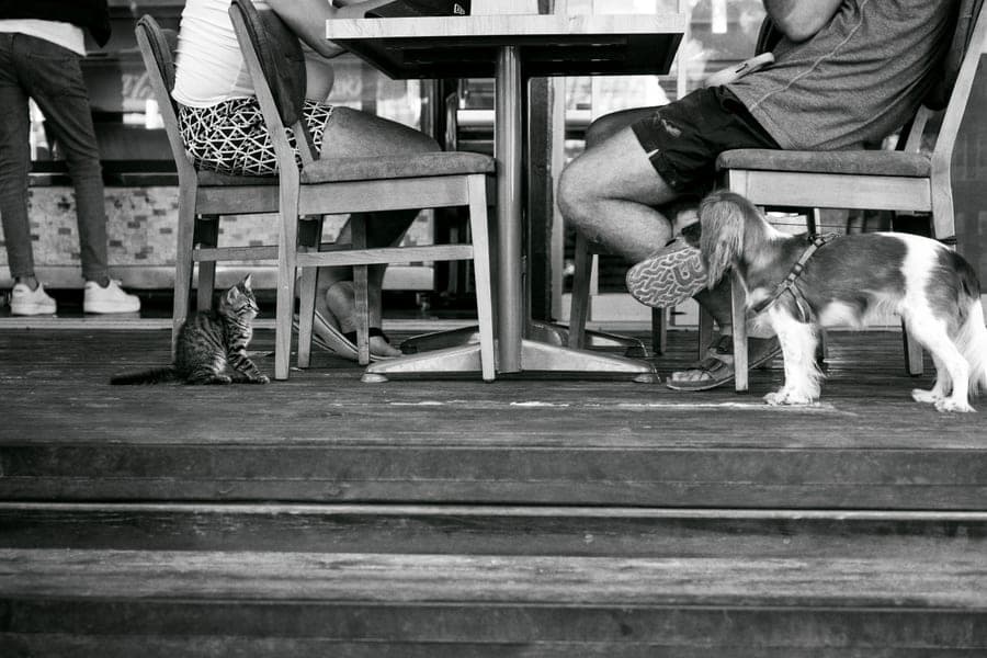 A cat and a dog resting together on a floor